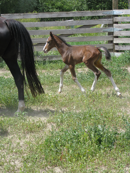 Nyla 2008 Foal